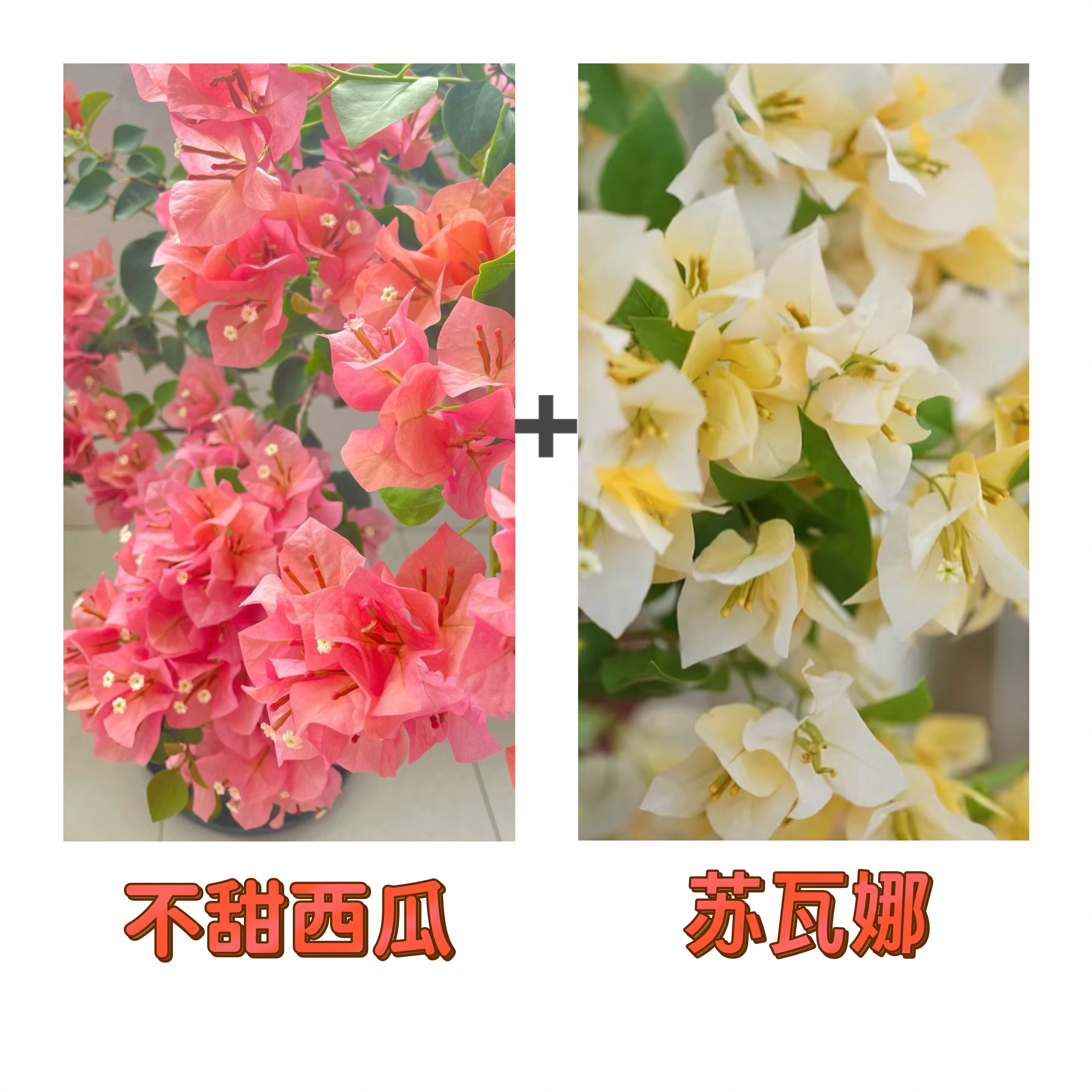 （不甜西瓜+苏瓦娜）到手2棵 三角梅 带图带根带枝叶（不带花不带盆）