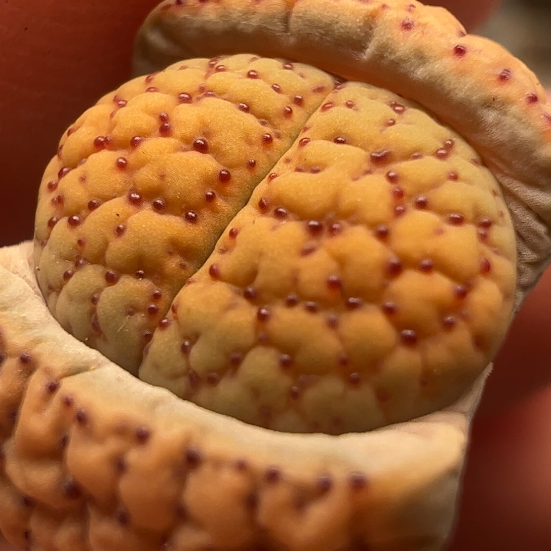 血点特选多肉植物百科