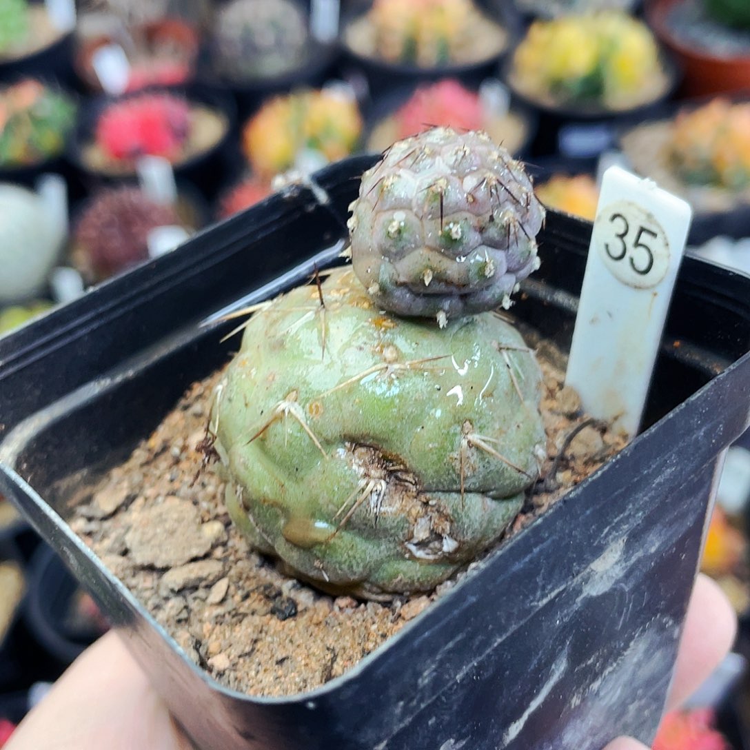 非偏远地区满25元包邮仙人球瑕疵