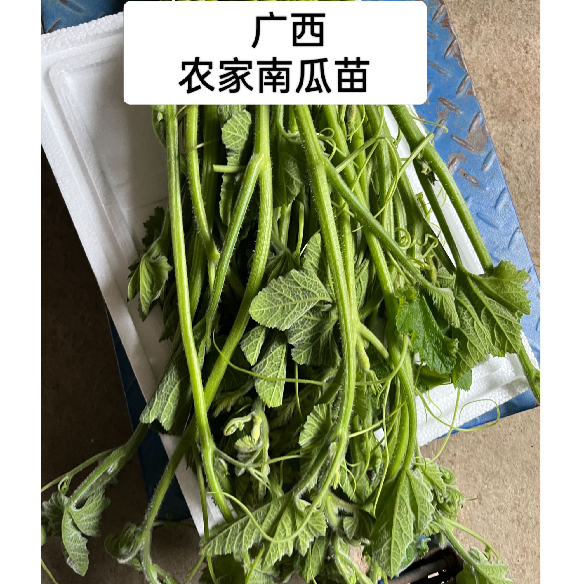广西南瓜叶南瓜藤瓜芽农家种植新鲜采摘清炒煮汤清甜爽口宝藏蔬菜