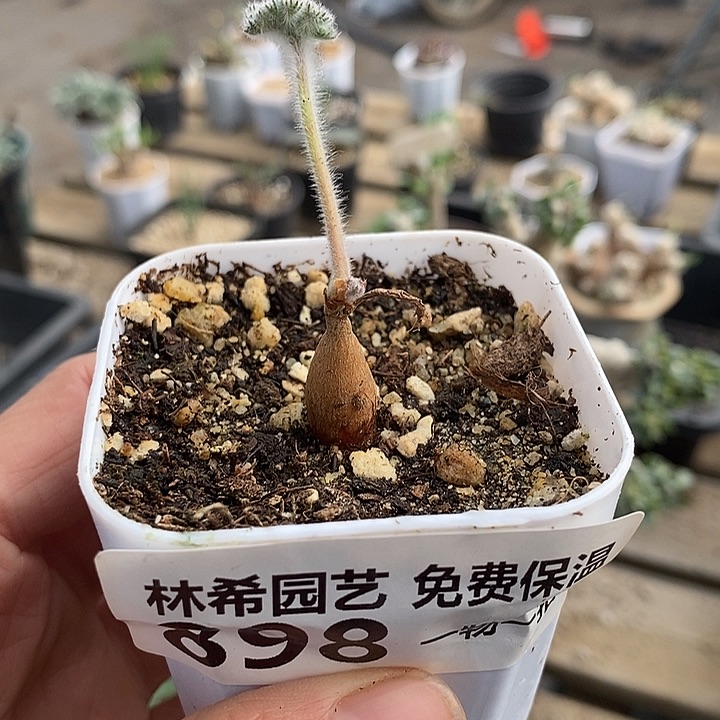 898枯木逢春带盆一一一一