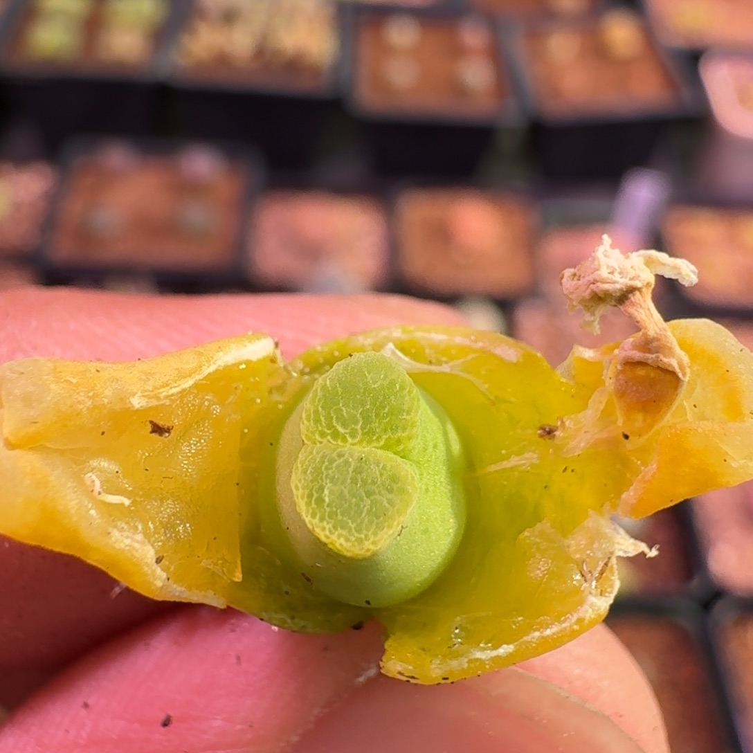 你**到云缦精品番杏16.20