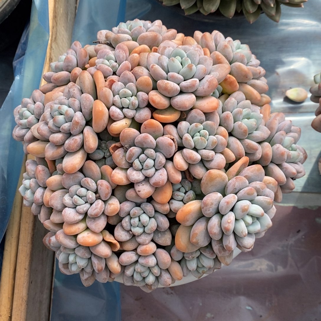 依***依香水洛神 一物一拍 