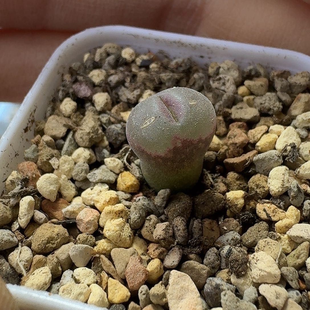 奶***栗安格风铃一物一拍尺寸小