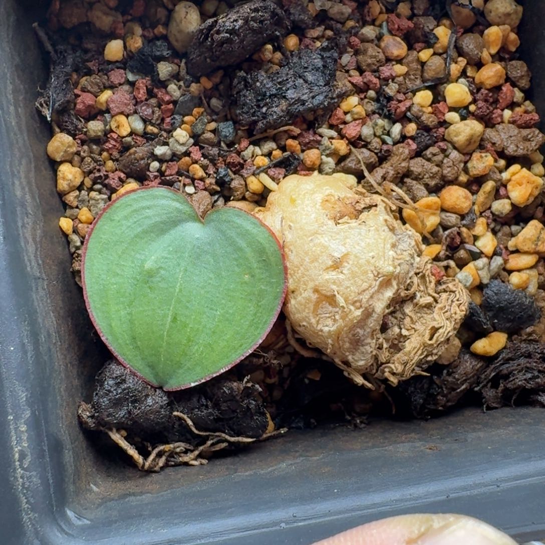 红边爱心多肉。