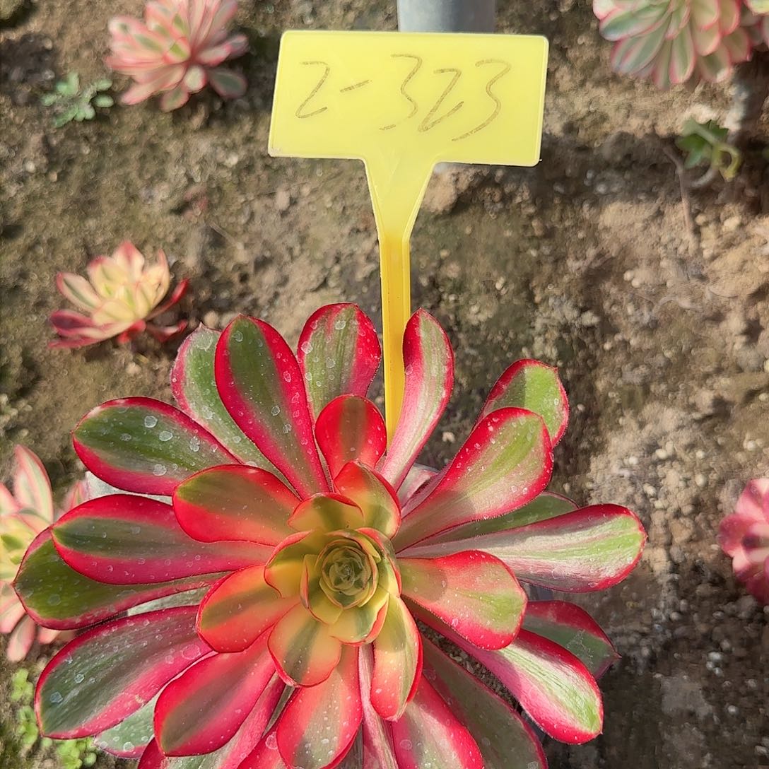 2-323---多头多肉植物巫