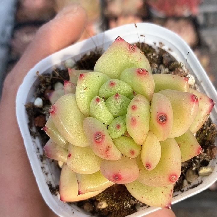 多肉植物一物一拍0213