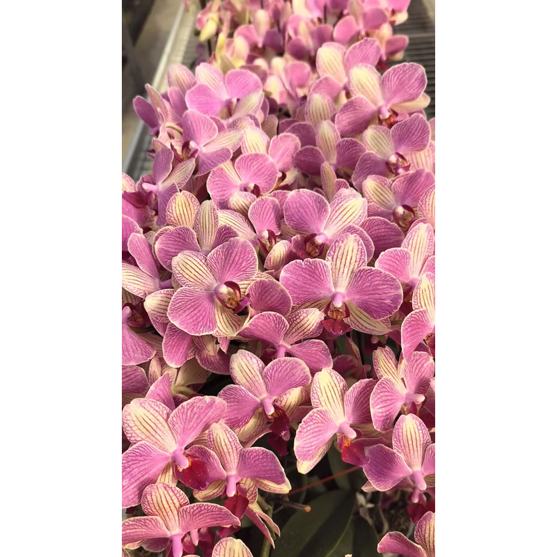 【带花发货】蝴蝶兰带花剑 多彩蜜桃 精品冬季开花室内客厅阳台好养