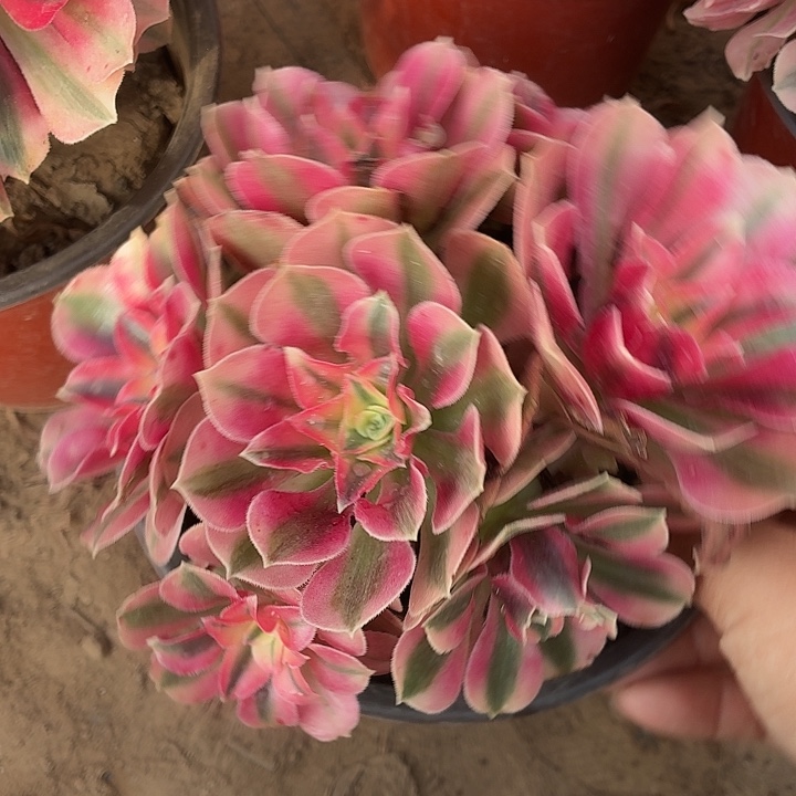 粉女巫小棵脱土拼单