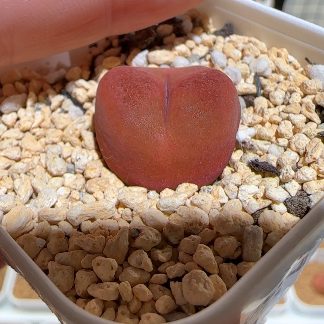 肉锥多肉植物组合-优选水蜜桃母本745