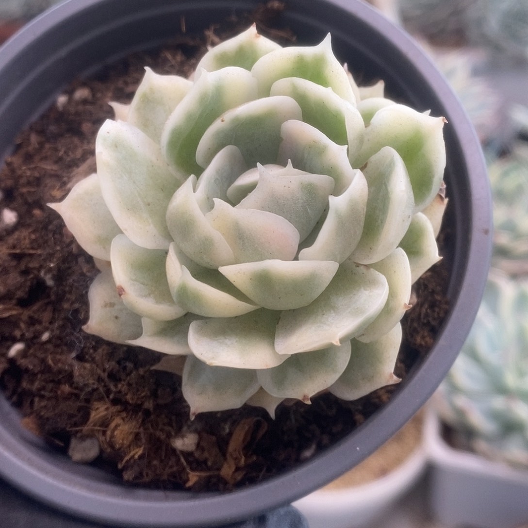 020昂丝诺锦锦锦锦锦锦