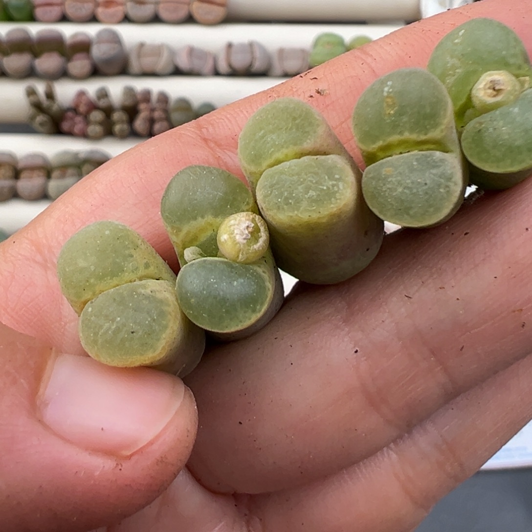 12.12好看的多肉脱土发货773