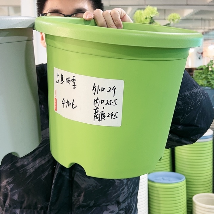 特价5号四季口29高24.5果绿无托5只