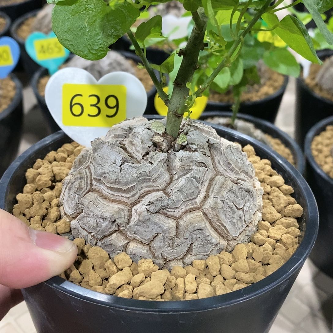 南非龟甲龙龟甲龙