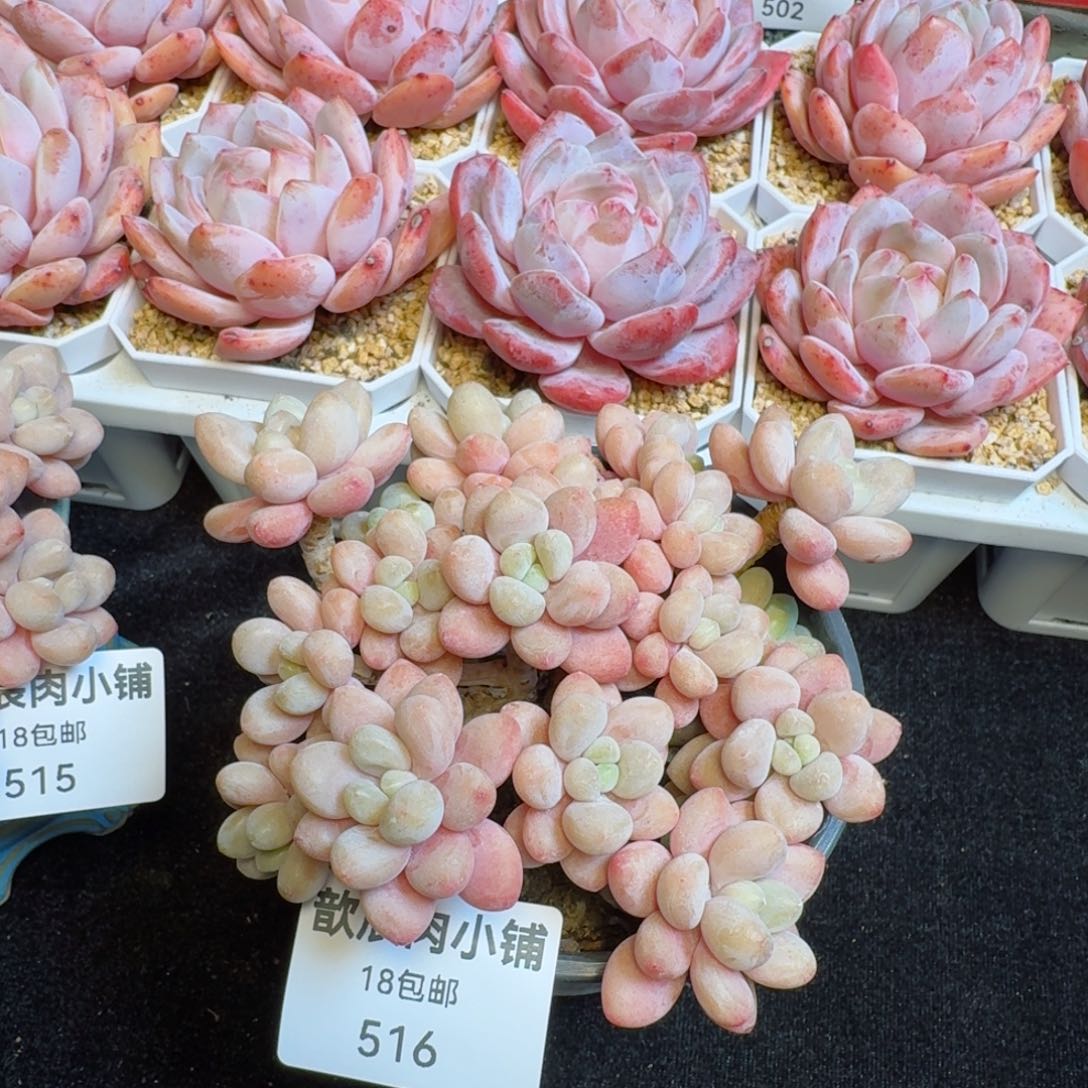 多肉植物  516  鱼子酱