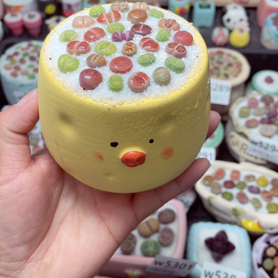 w5307 带盆土发货-零下地区拍保温箱