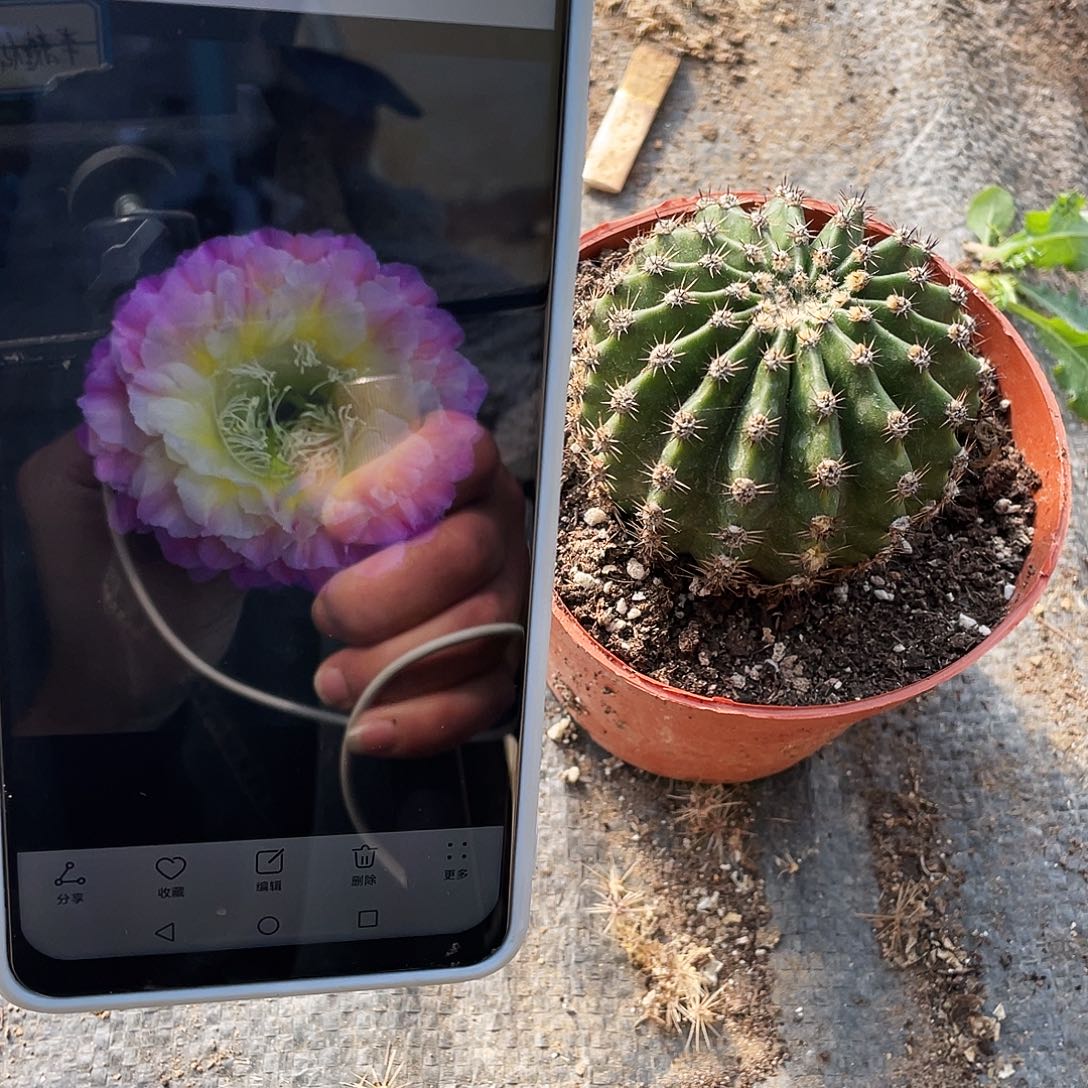 马丙自根球6公分以上