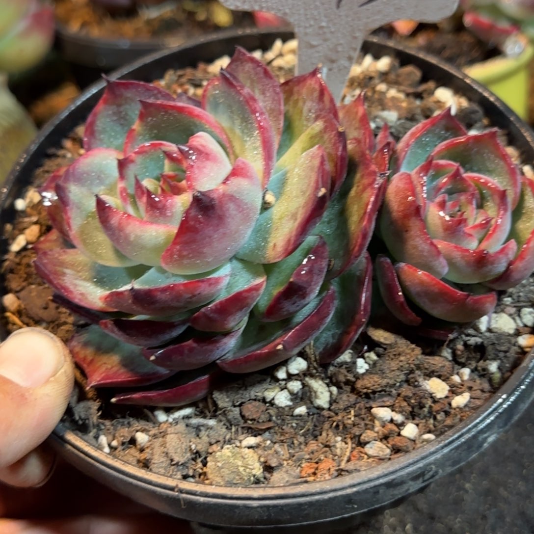 黑红玫瑰拉丝惊鸿一物一拍包装收缩花旱243