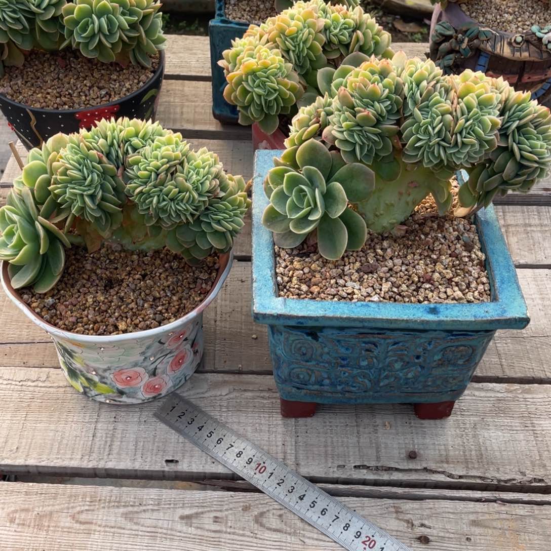 灬***灬星纳塔缀化两个整板子若兮300