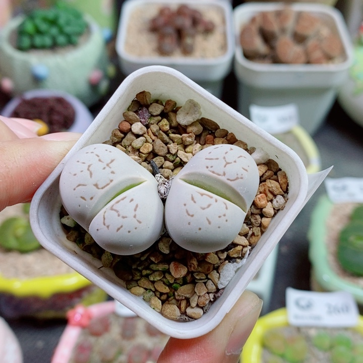 生石花花花花花花358