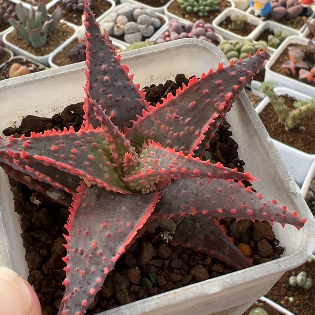 751多肉植物种类多样