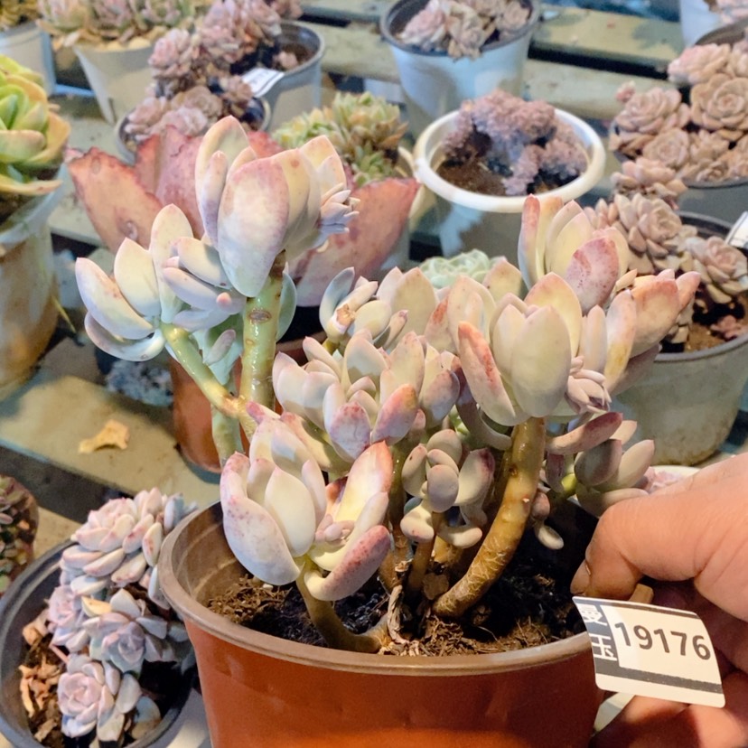 【闪购商品】三日月美人19176