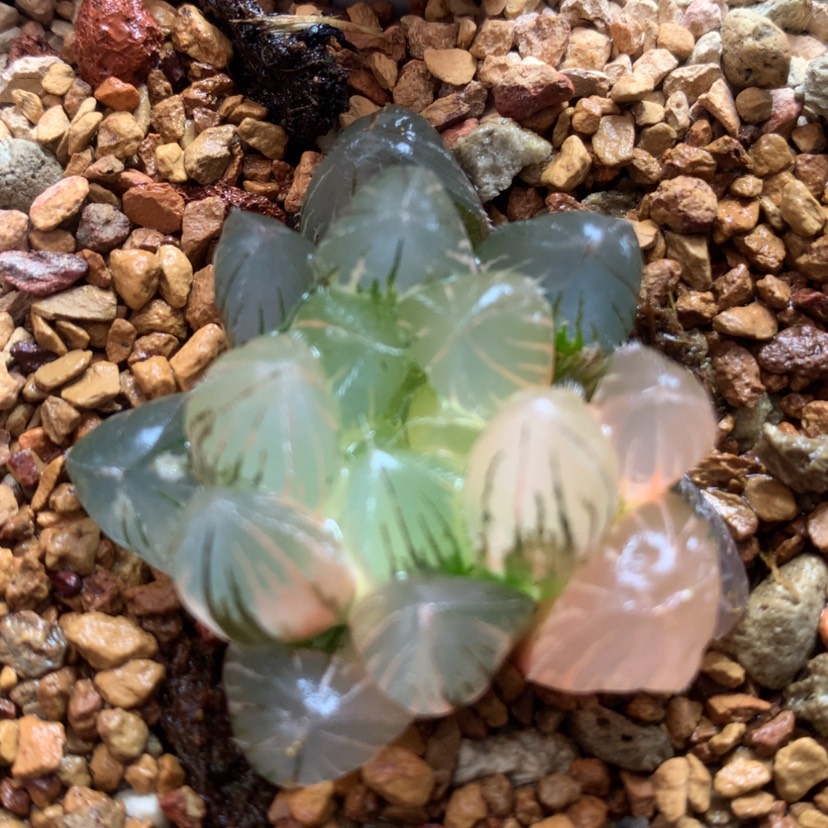 【闪购商品】15玉露