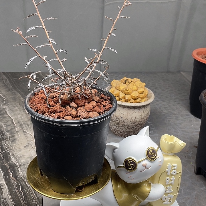 索科特拉乳香开播福利