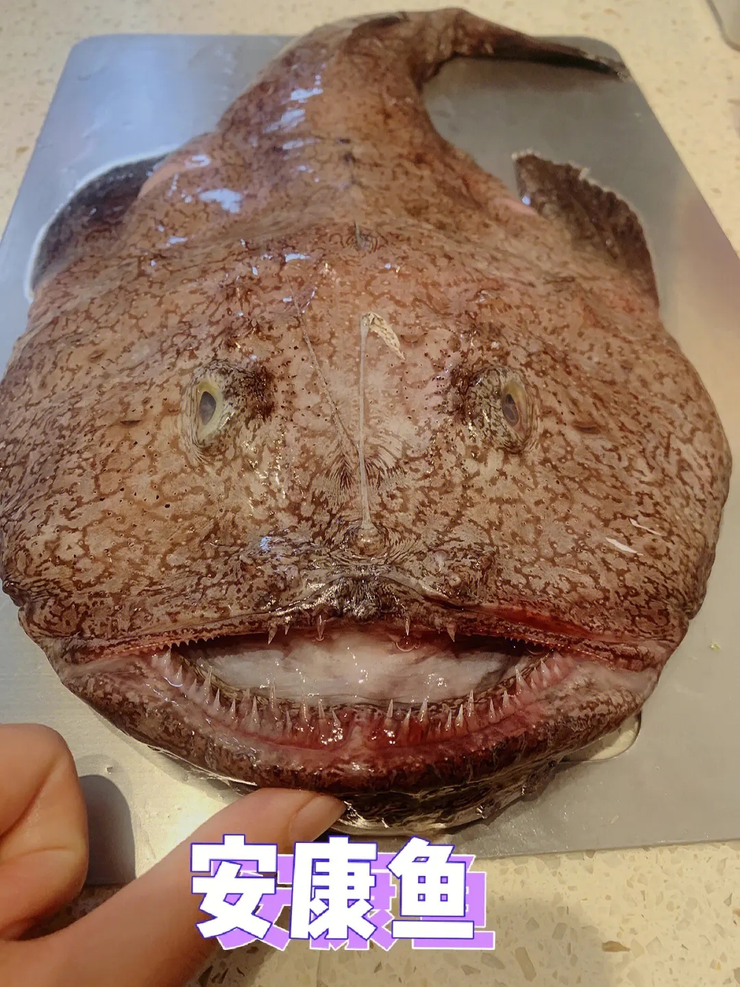 大连发货 安康鱼（顺丰包邮） 大小个头不均
