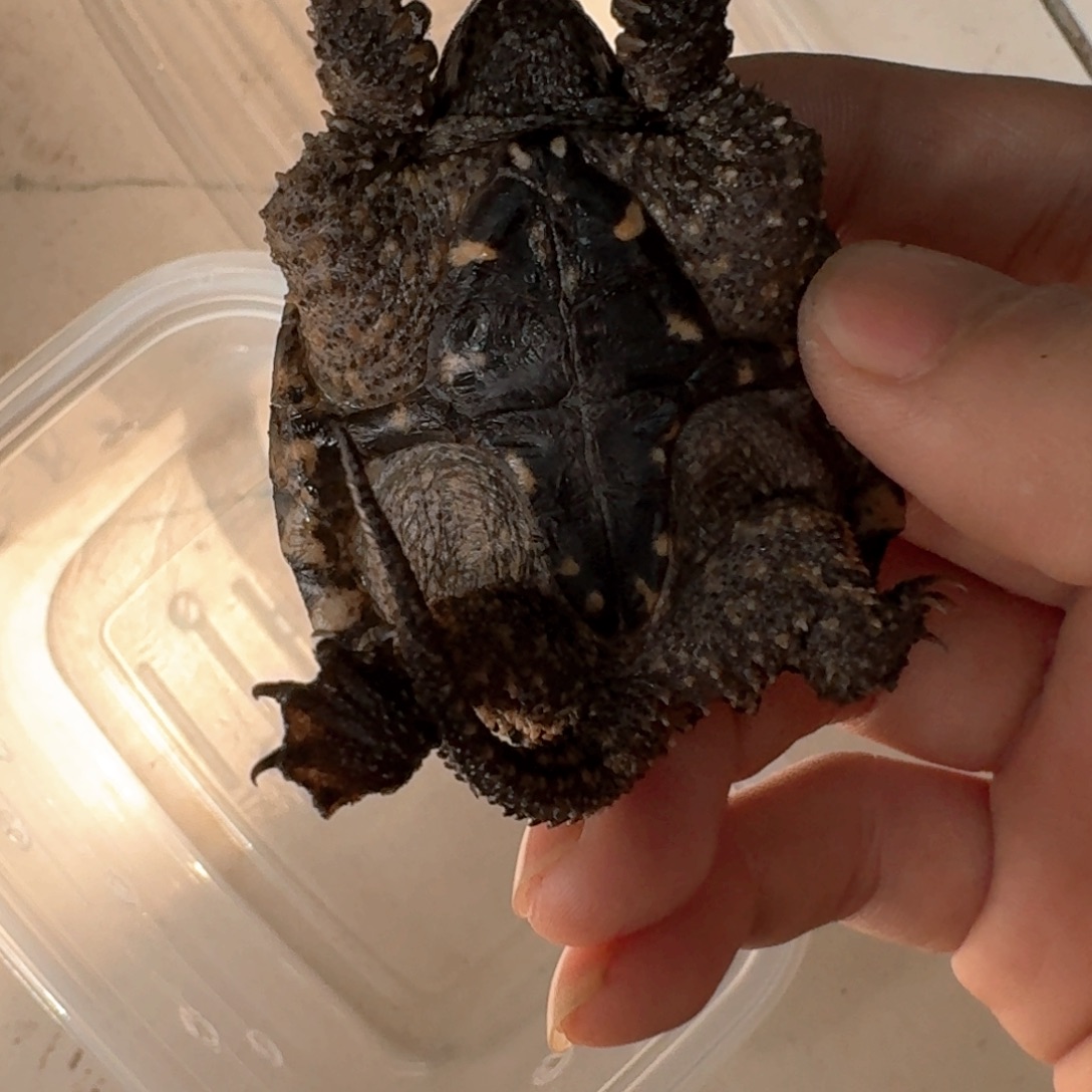 宠物龟不分公母111