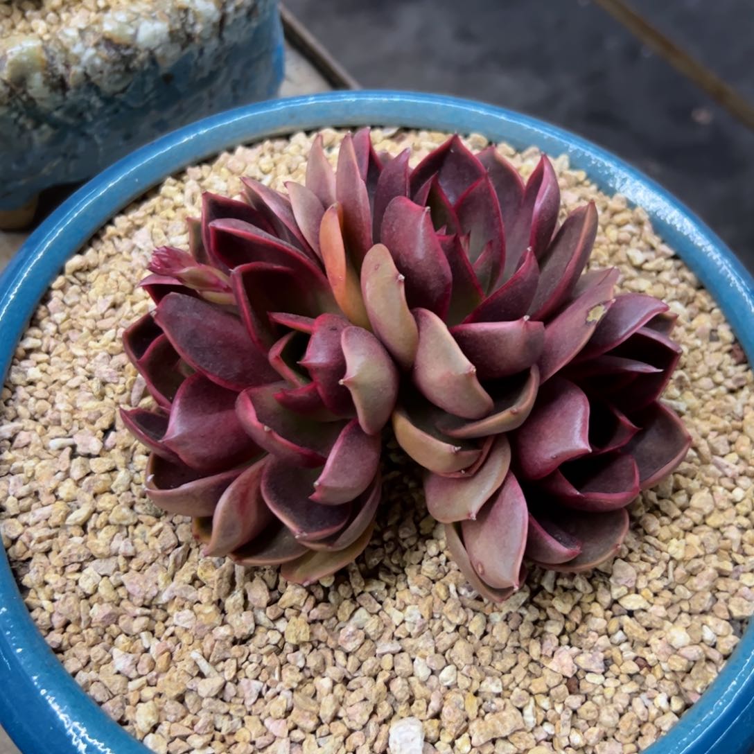 红灯88 零零多肉植物