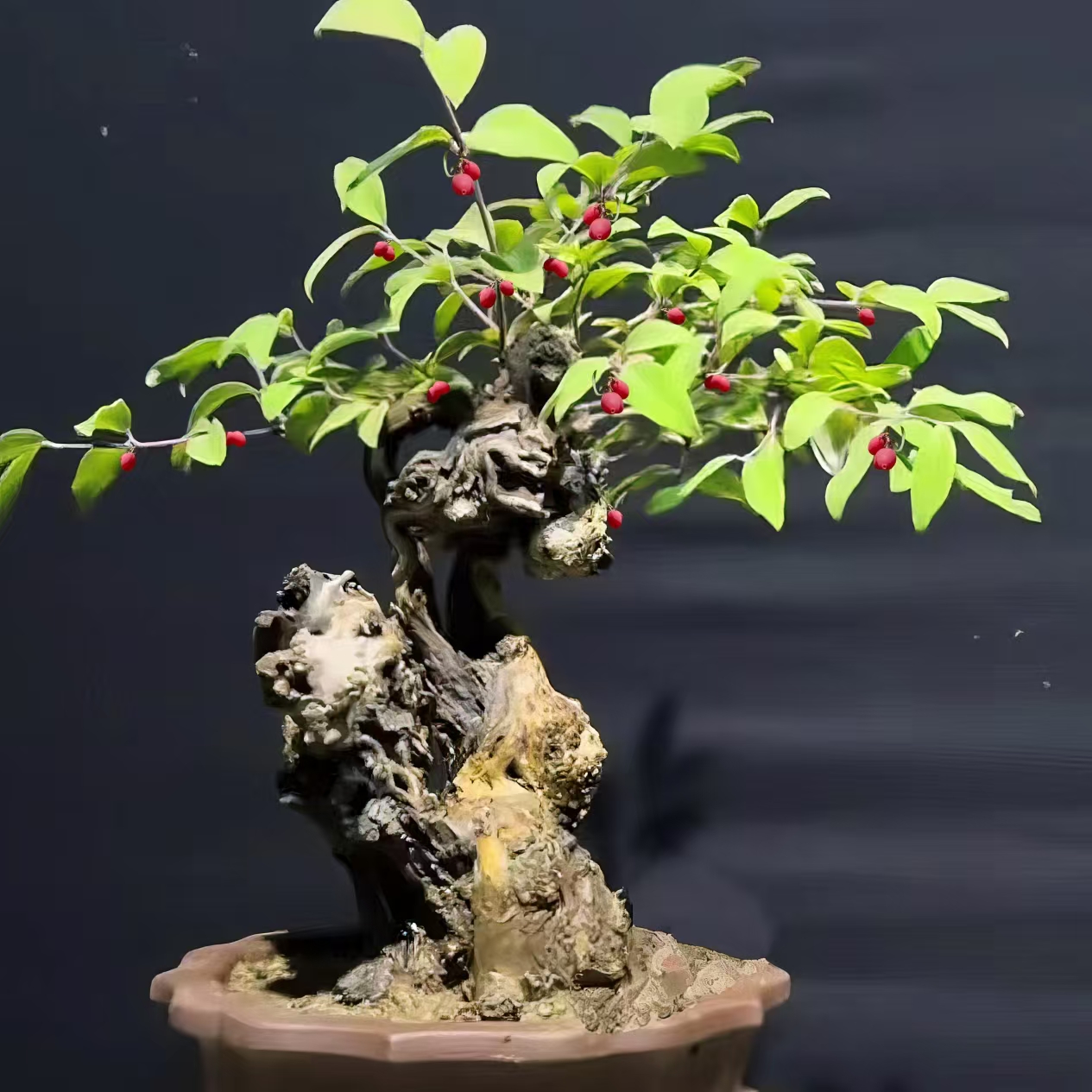 黄栌黄荆爱心果一物一拍实物为准