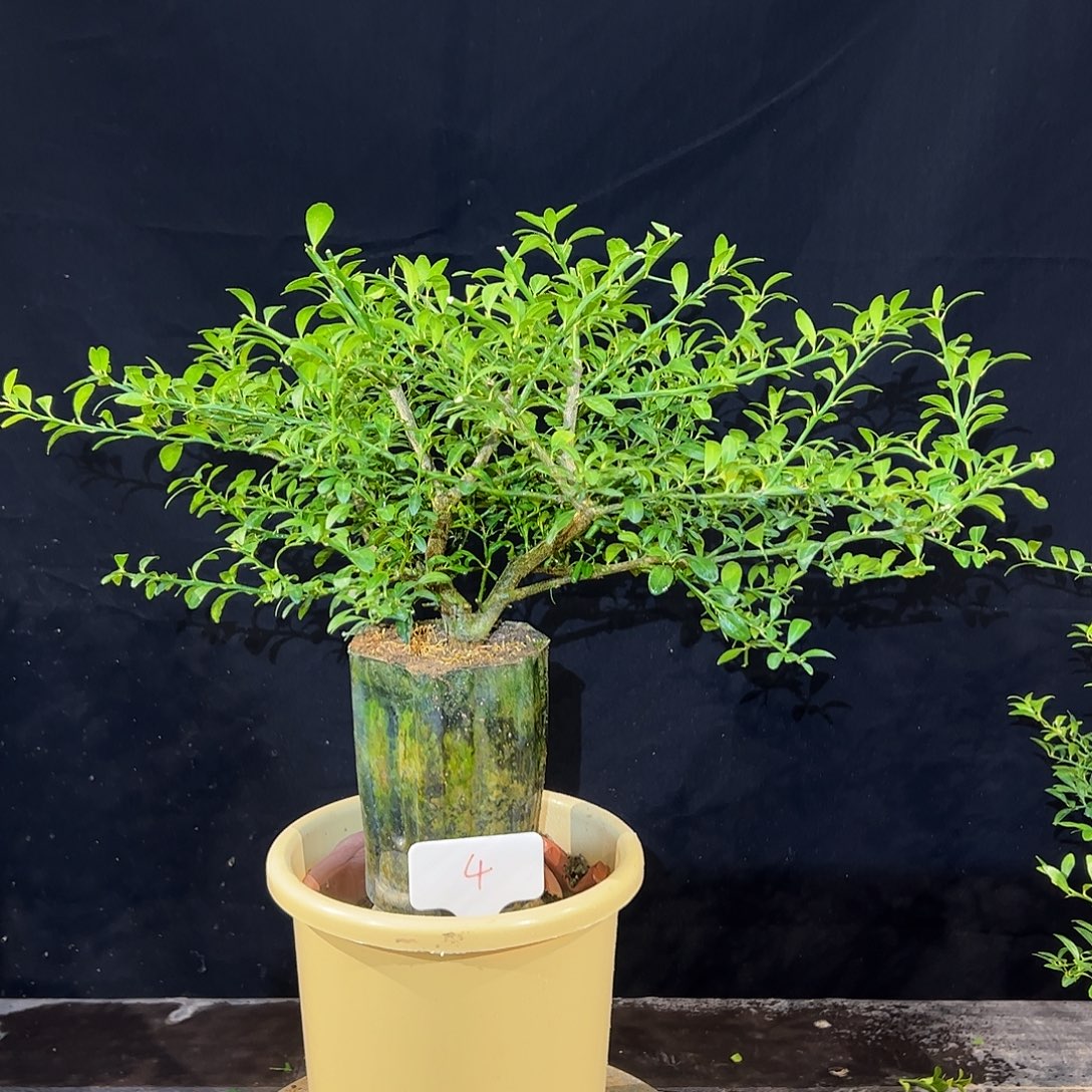 无花朵血柠檬原生盆栽