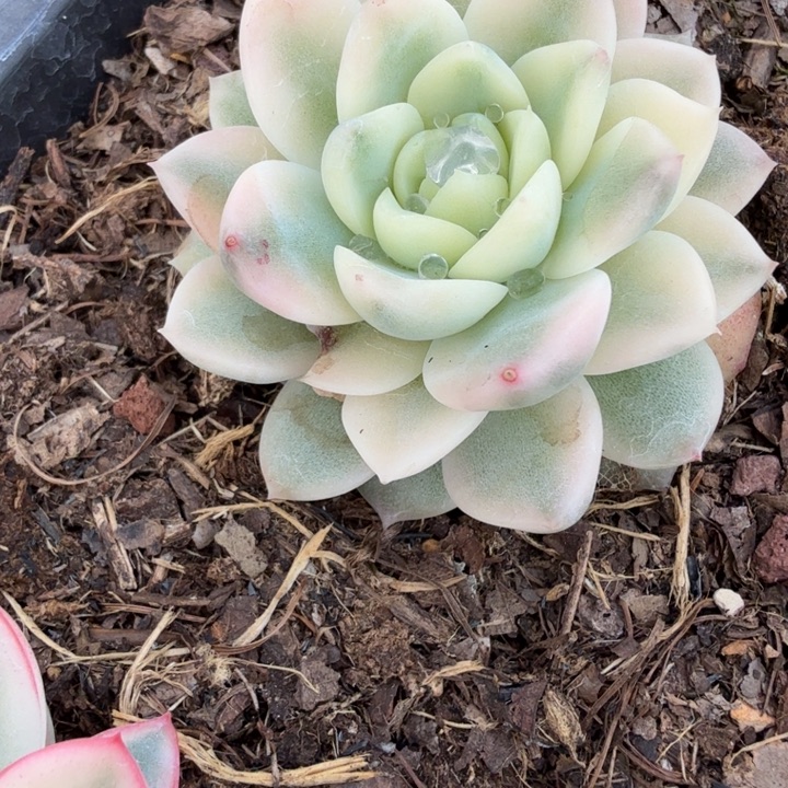 冰魄锦多肉植物一物一拍