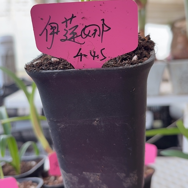 无花朵伊莲娜直径4-4.5cm