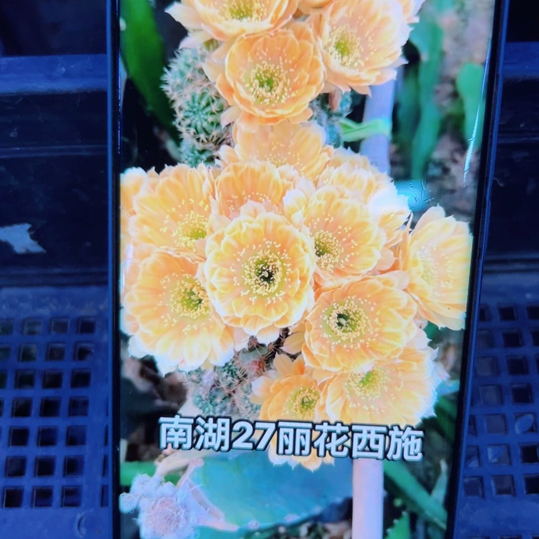 下13丽花西施歪无根侧芽3公分左右20包邮