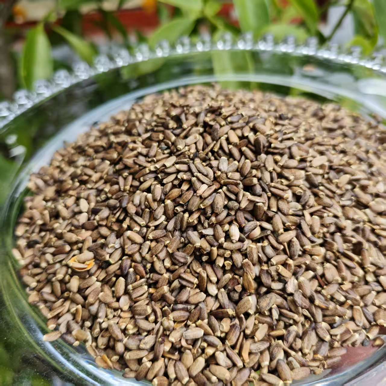 1【水-飞-蓟】净含量250g-500g【阿虎现收】米