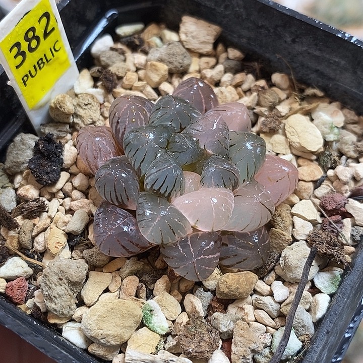 382姬玉露锦一物一拍