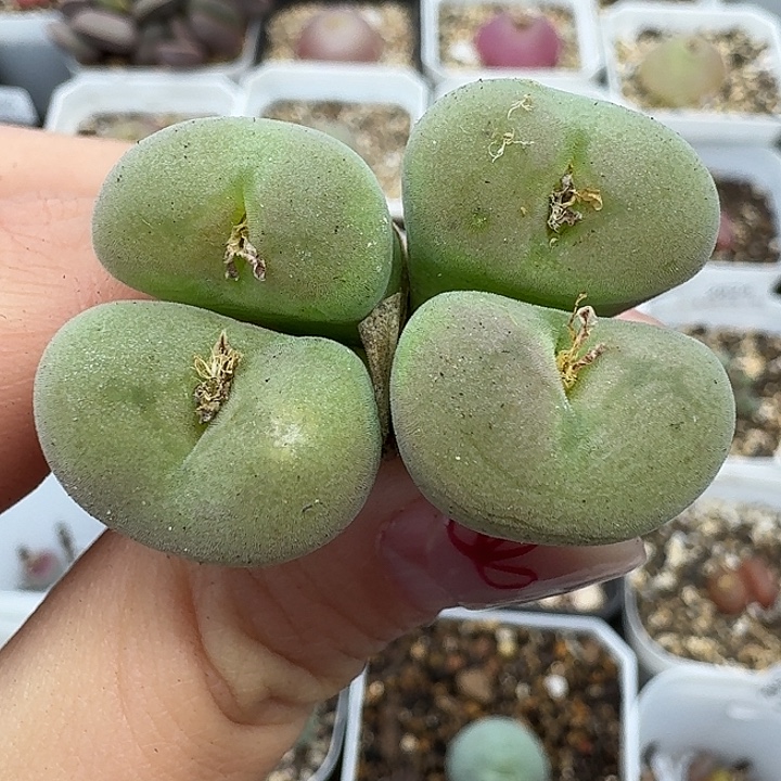 老马生石花空卡佛2438