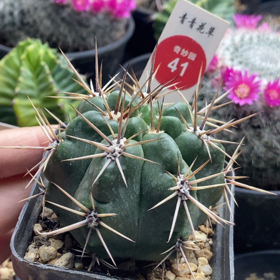 实生狂刺恐龙丸一颗