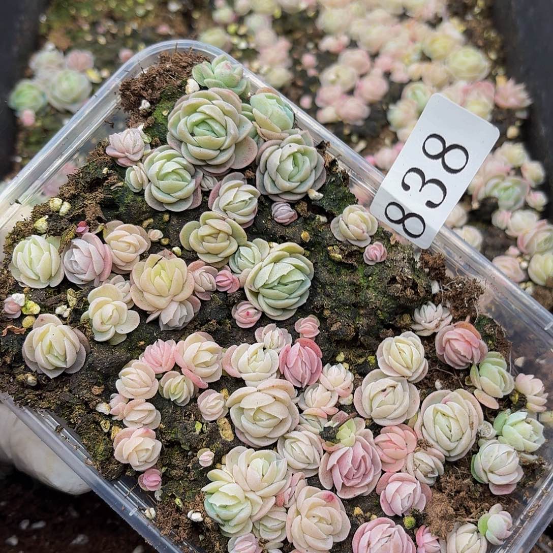 多肉植物多肉植物838