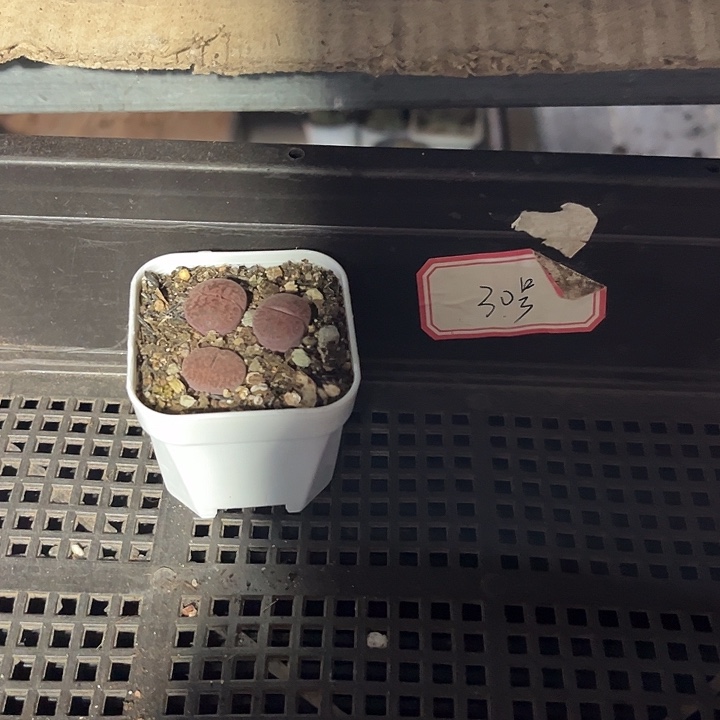 柚***君30号框一颗带盆土发