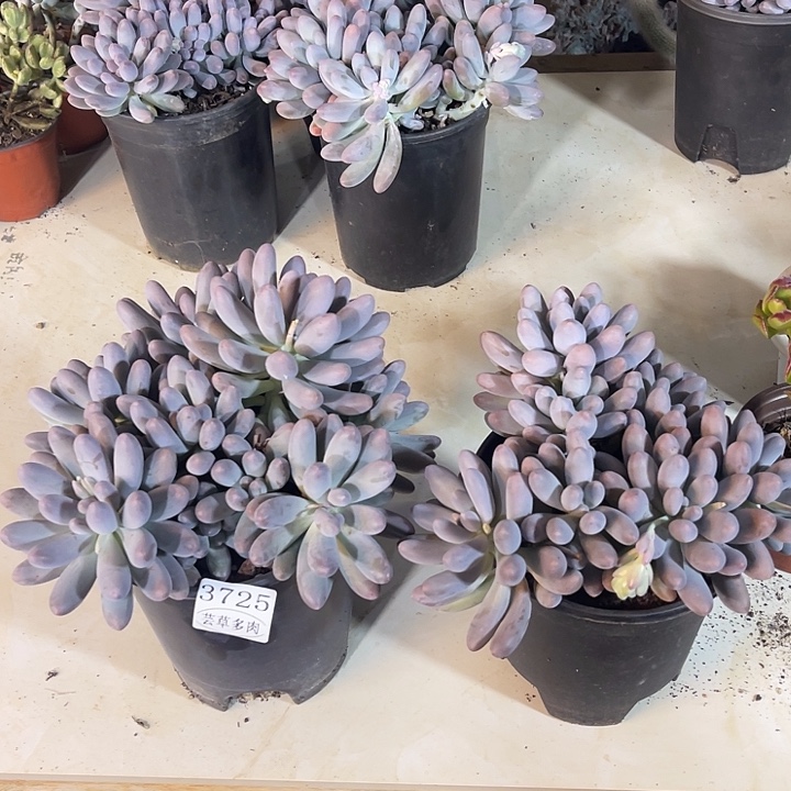 3725，整筐拍，微瑕，介意慎拍