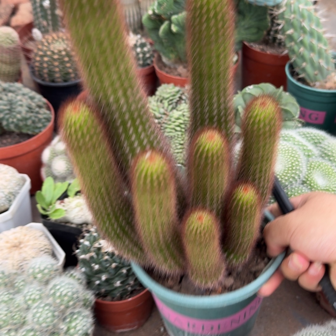 向***2可口可乐了可口可乐了