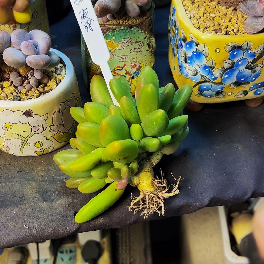 张****芒果奶多肉植物一颗