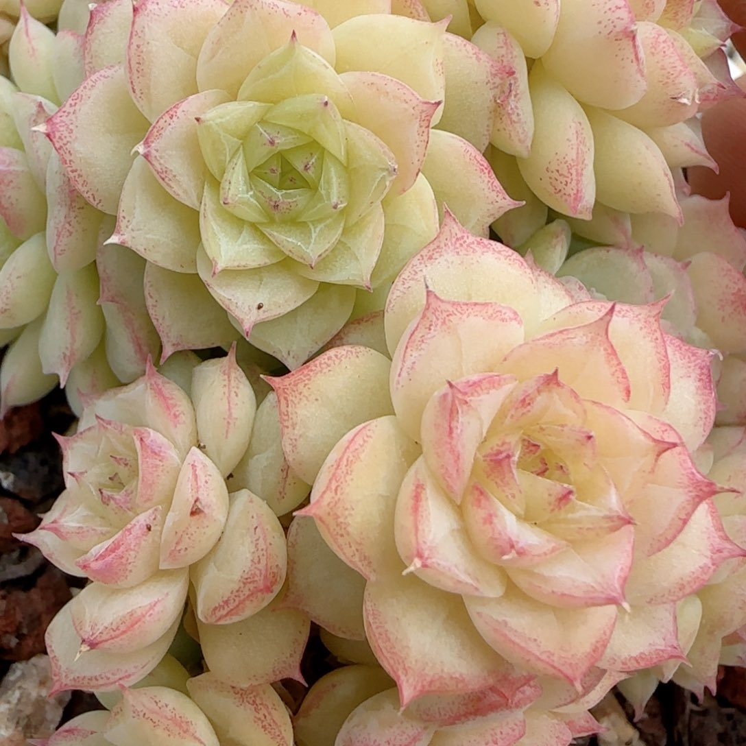 原****啊【闪购商品】0209-107优选麦杆