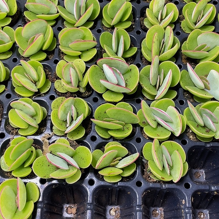 村***艺110颗一组小白眉110颗