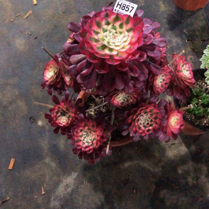 红同百多肉857000000