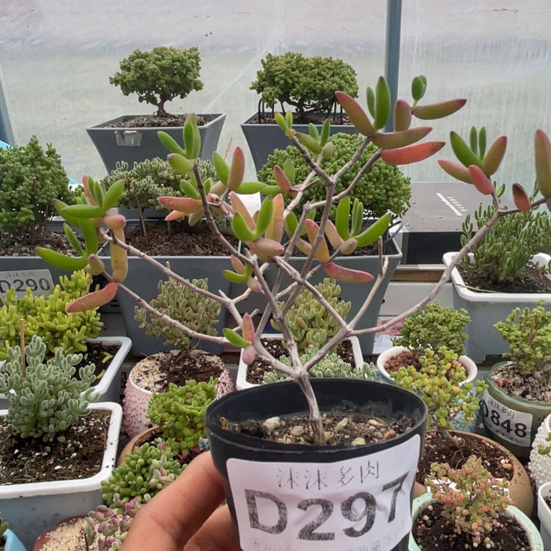 297香蕉枝干番杏