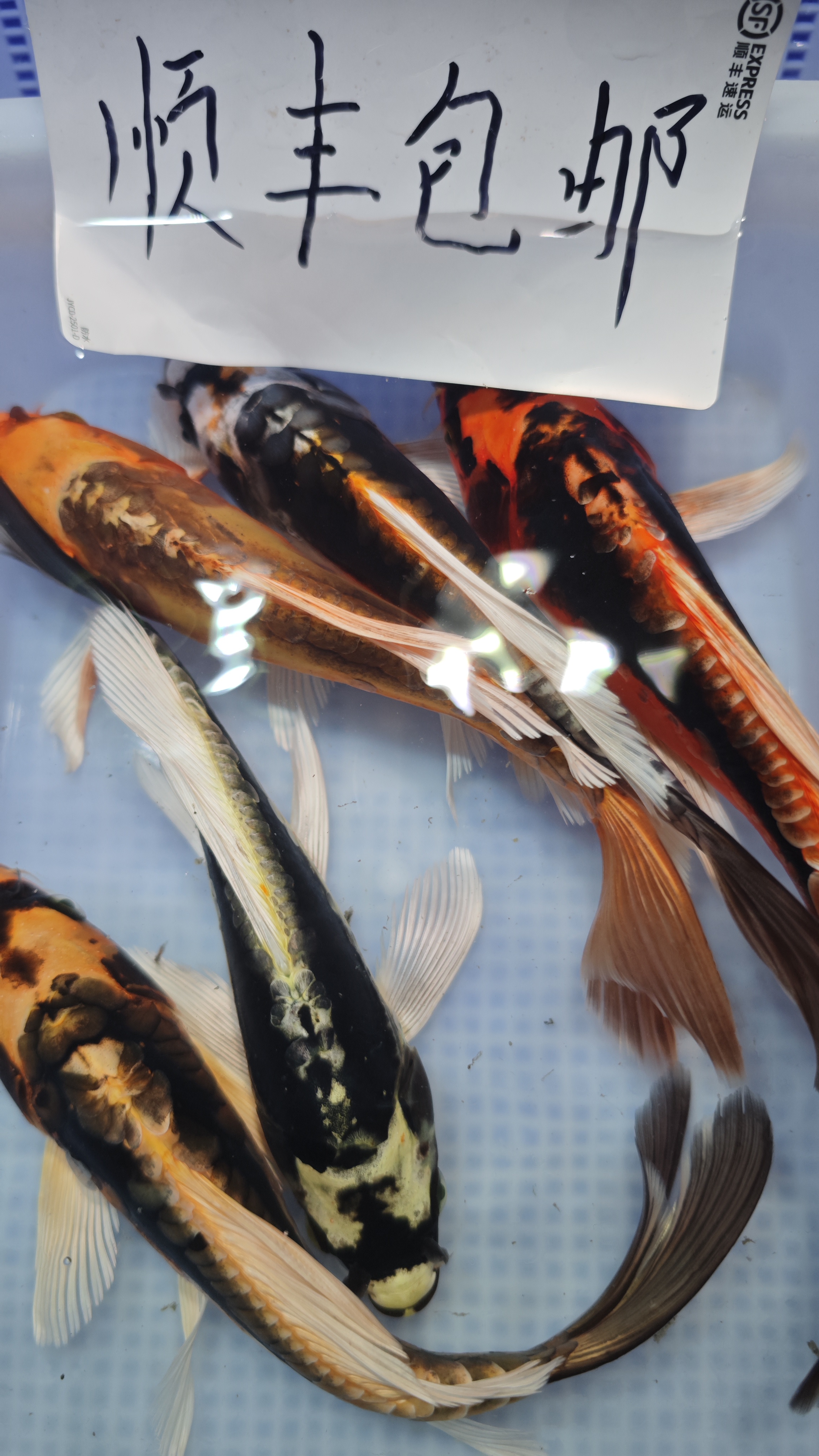 [ 德系玛雅蝴蝶鲤] 到手五条 到手七条 到手九条（12-16公分）